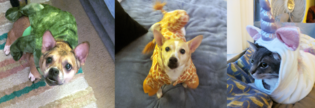 Halloween-Costume-Contest-2019-MIND-Pets