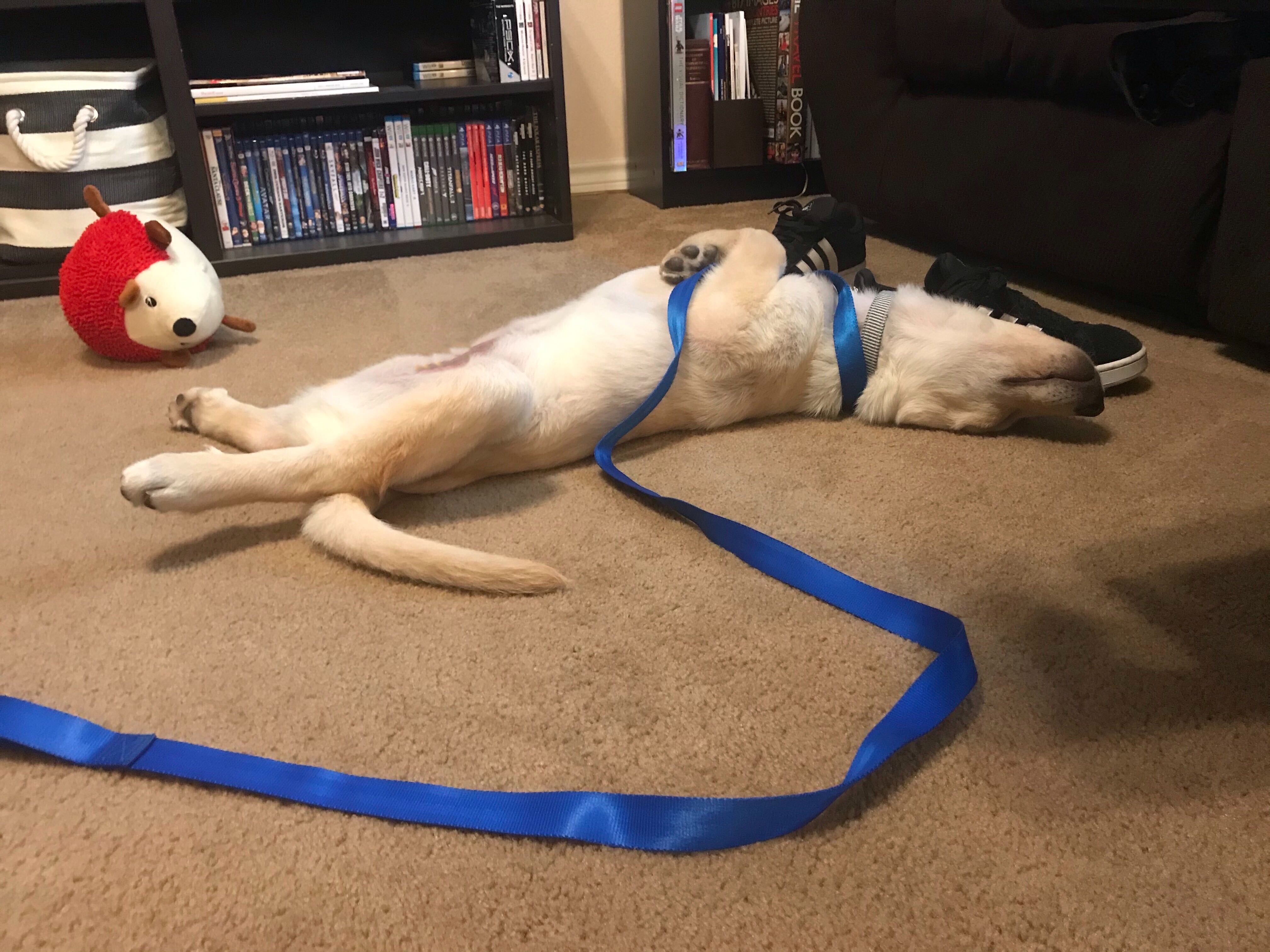 no-more-walks