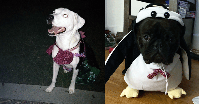 Winnie-and-Deacon-in-Costume-Contest-Halloween-2019